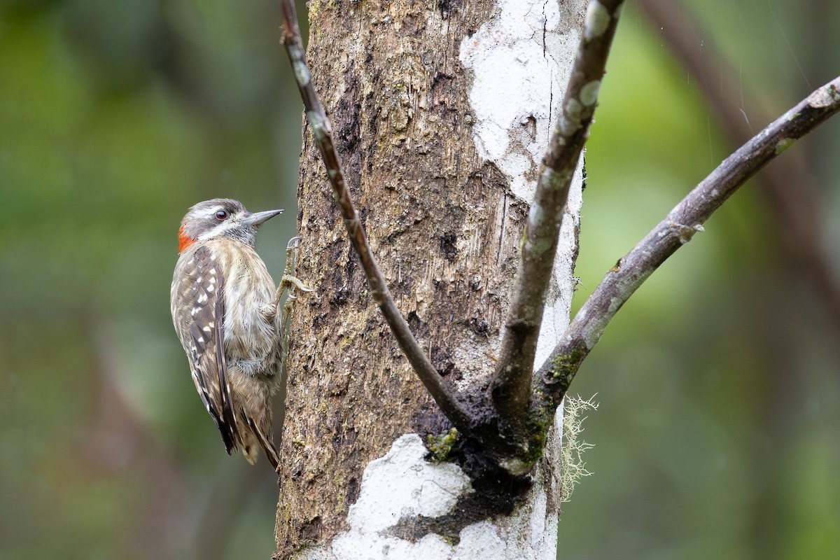Sulawesi Pygmy Woodpecker - ML643027458