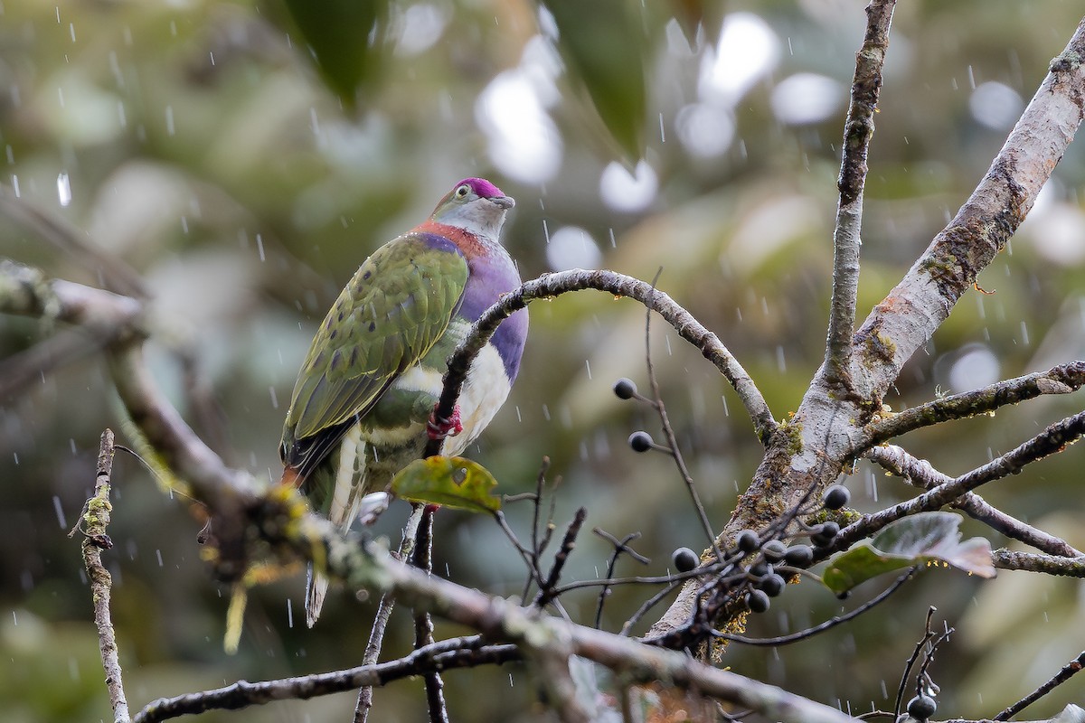 Superb Fruit-Dove (Western) - ML643027459