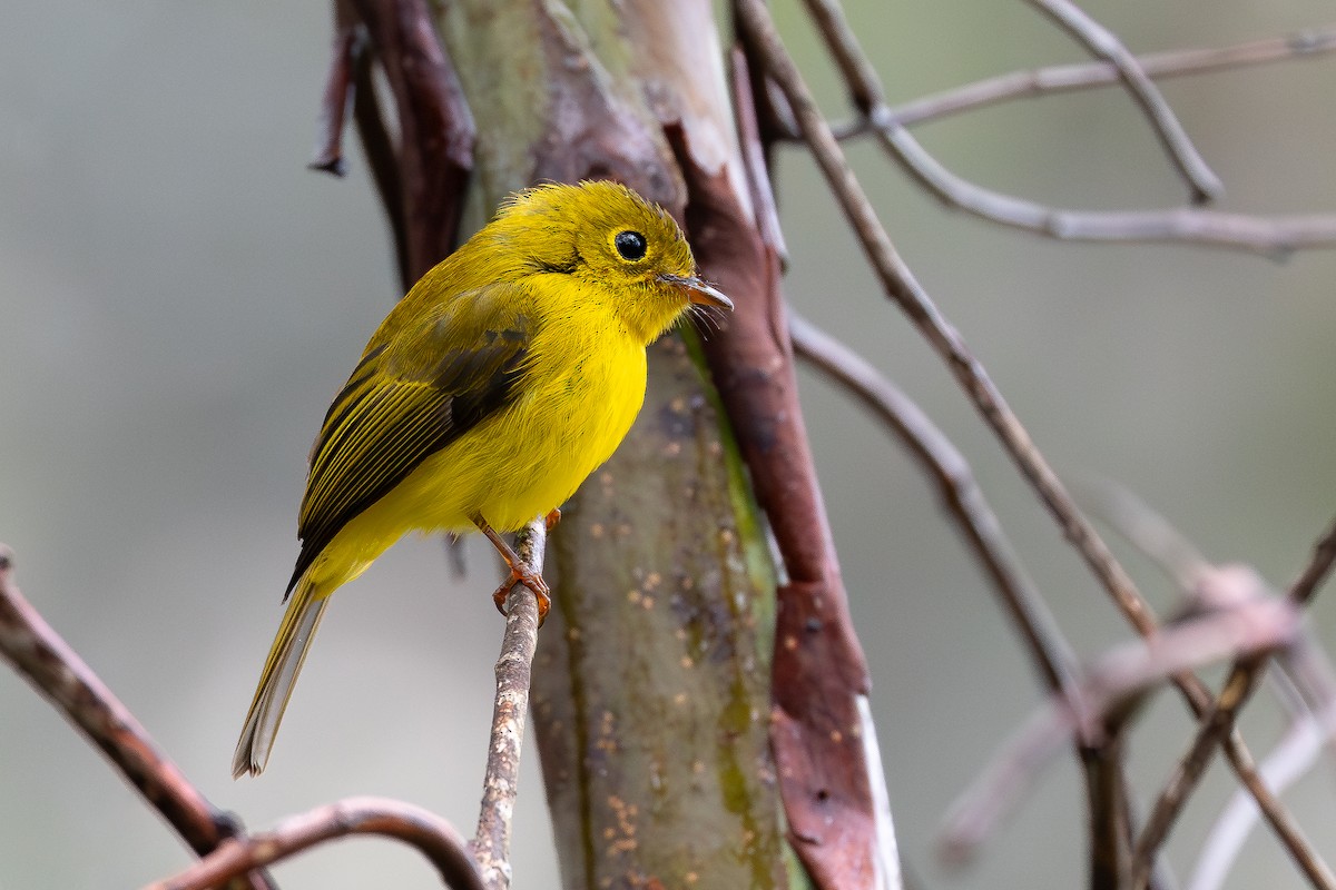 Citrine Canary-Flycatcher - ML643027461