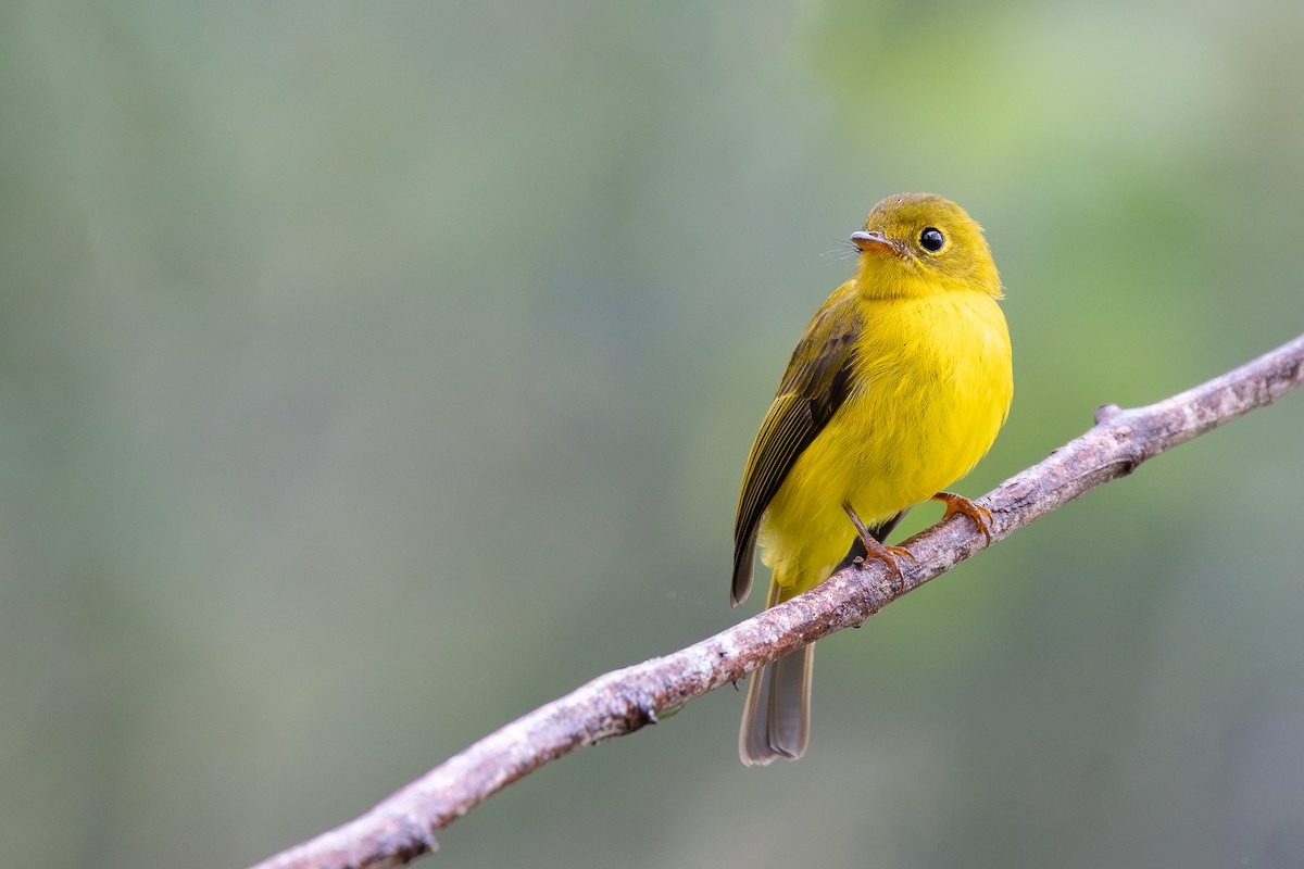 Citrine Canary-Flycatcher - ML643027462