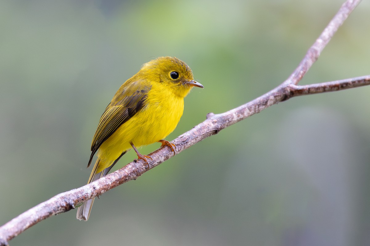 Citrine Canary-Flycatcher - ML643027463