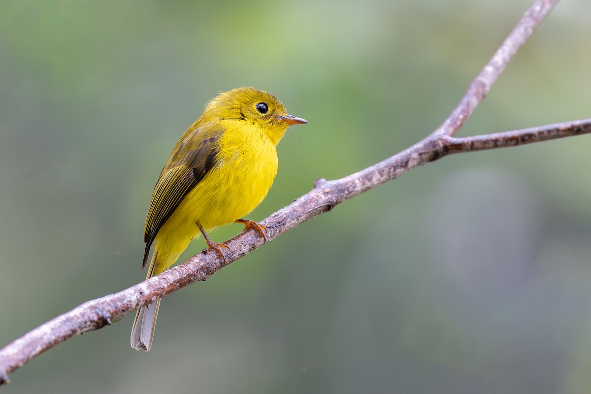 Citrine Canary-Flycatcher - ML643027464