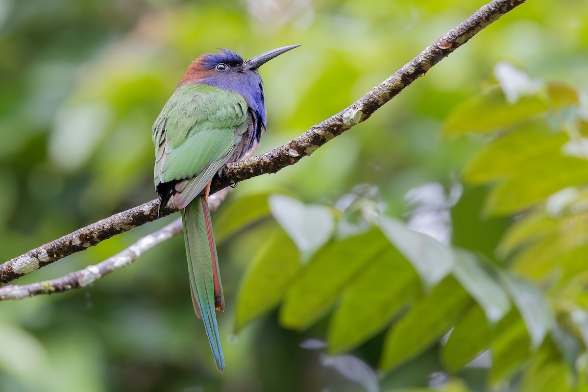 Purple-bearded Bee-eater - ML643027474