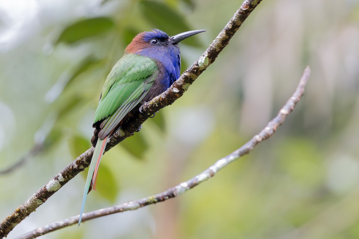 Purple-bearded Bee-eater - ML643027475