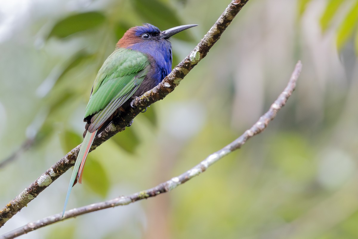 Purple-bearded Bee-eater - ML643027477