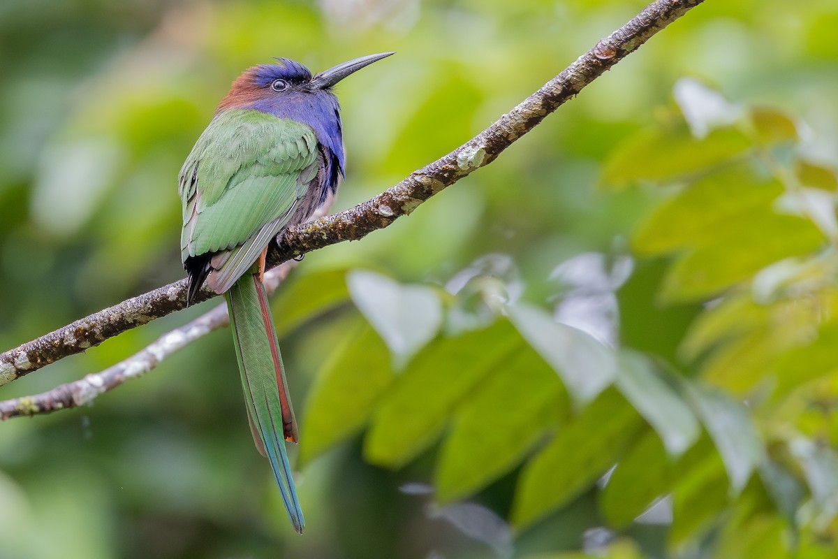 Purple-bearded Bee-eater - ML643027478