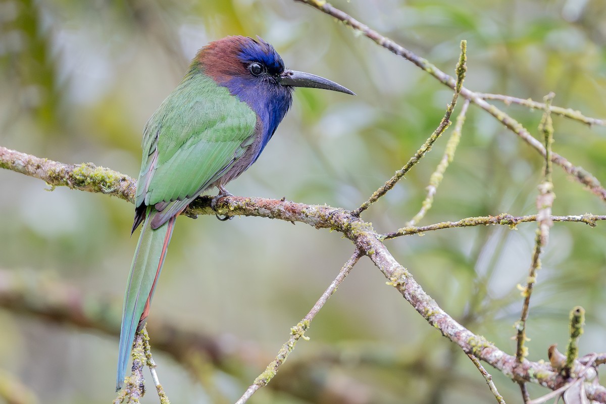 Purple-bearded Bee-eater - ML643027480