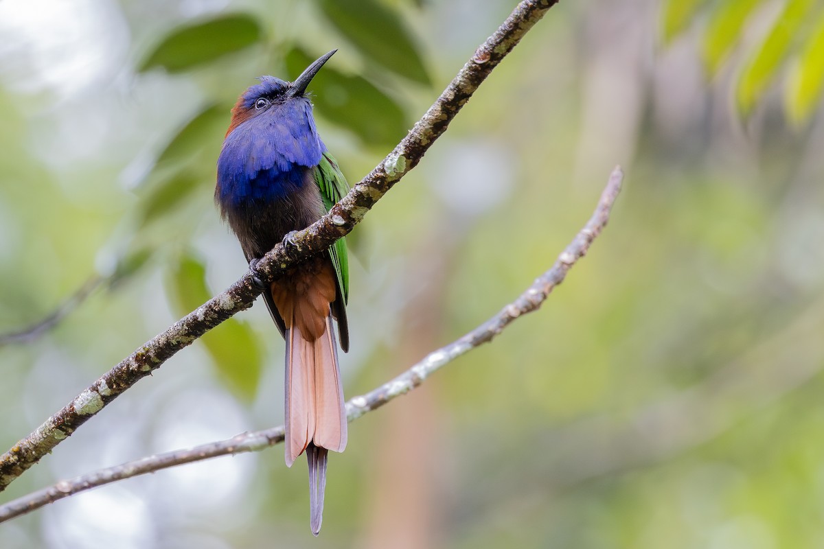 Purple-bearded Bee-eater - ML643027481
