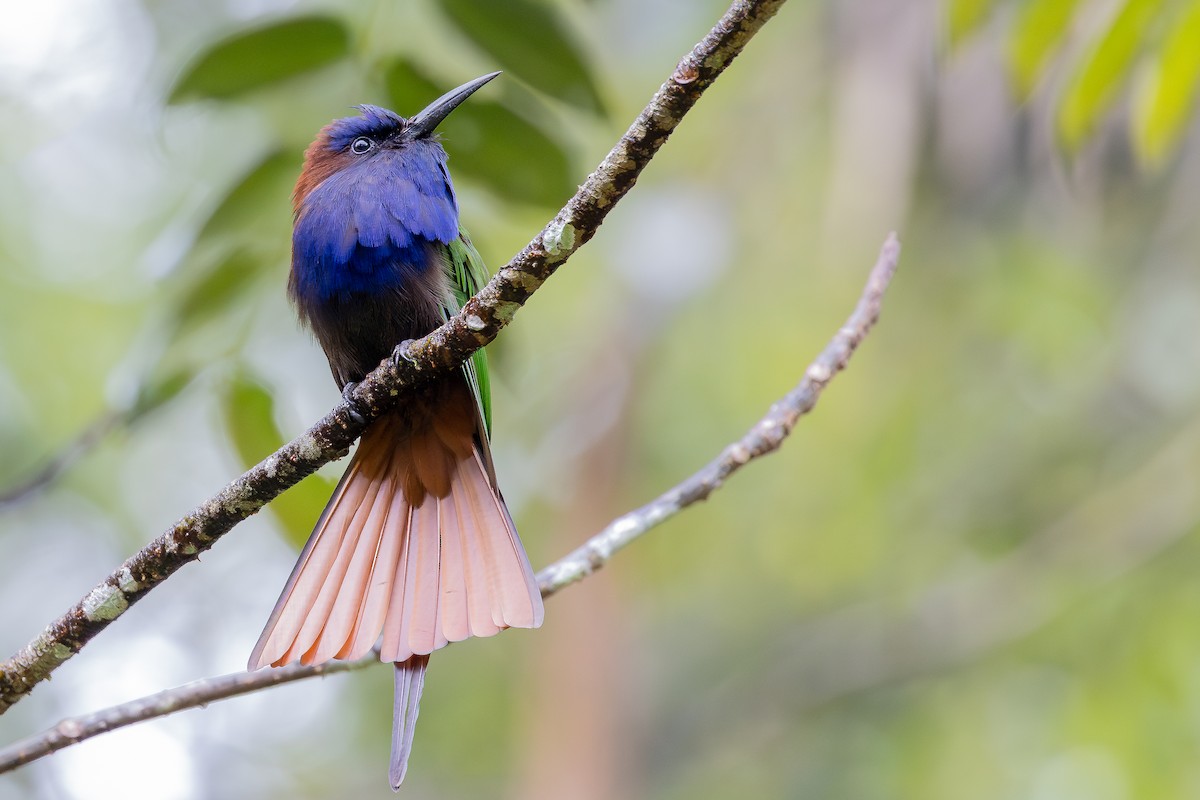 Purple-bearded Bee-eater - ML643027482
