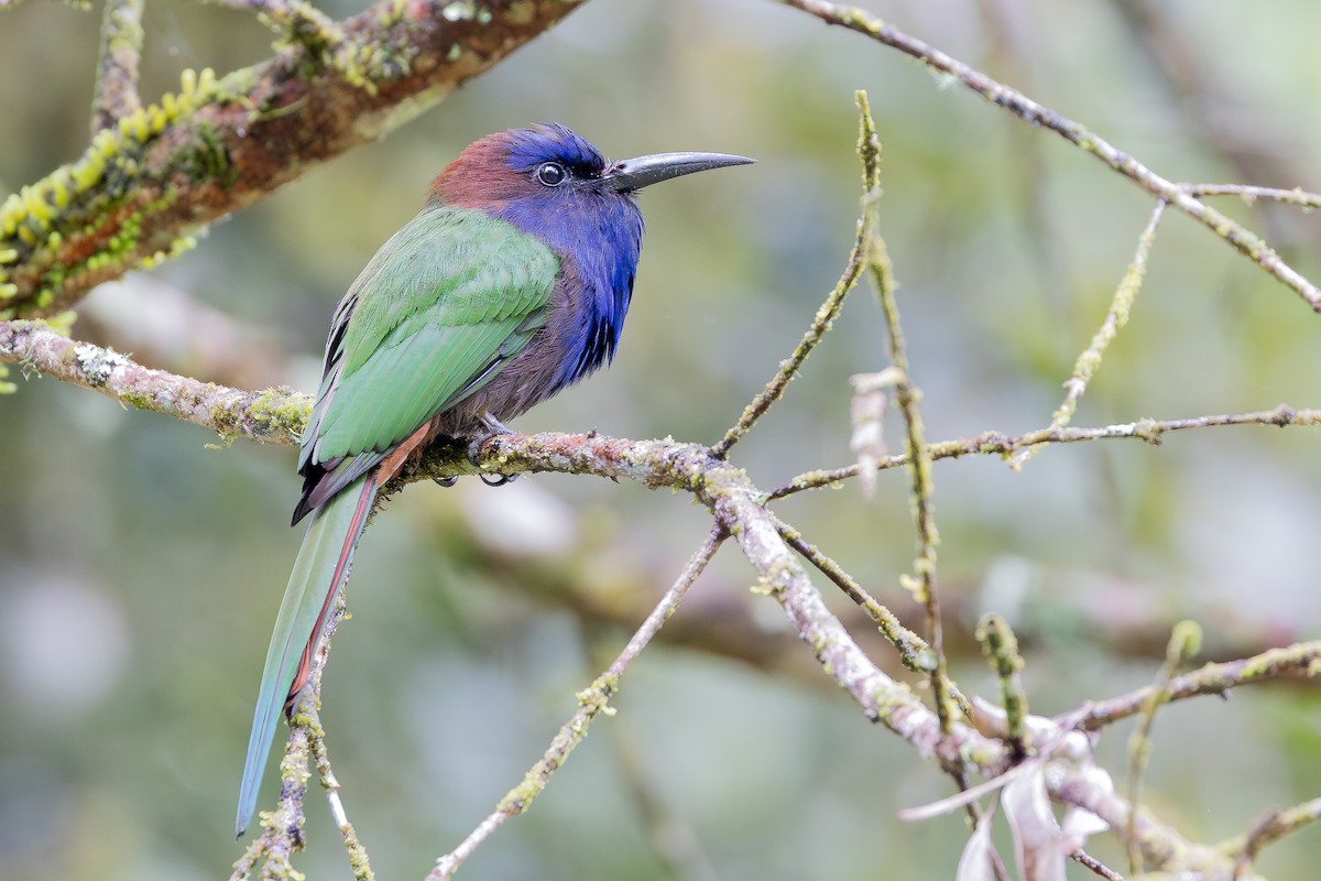 Purple-bearded Bee-eater - ML643027483