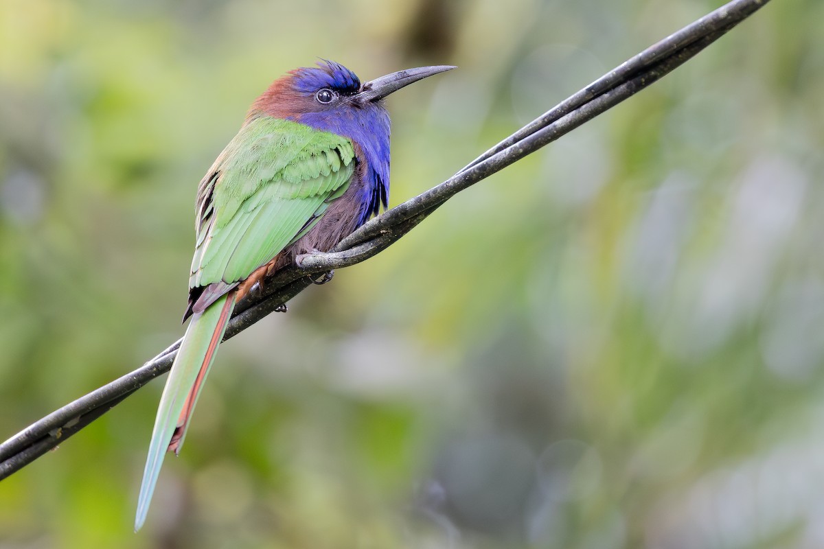 Purple-bearded Bee-eater - ML643027484