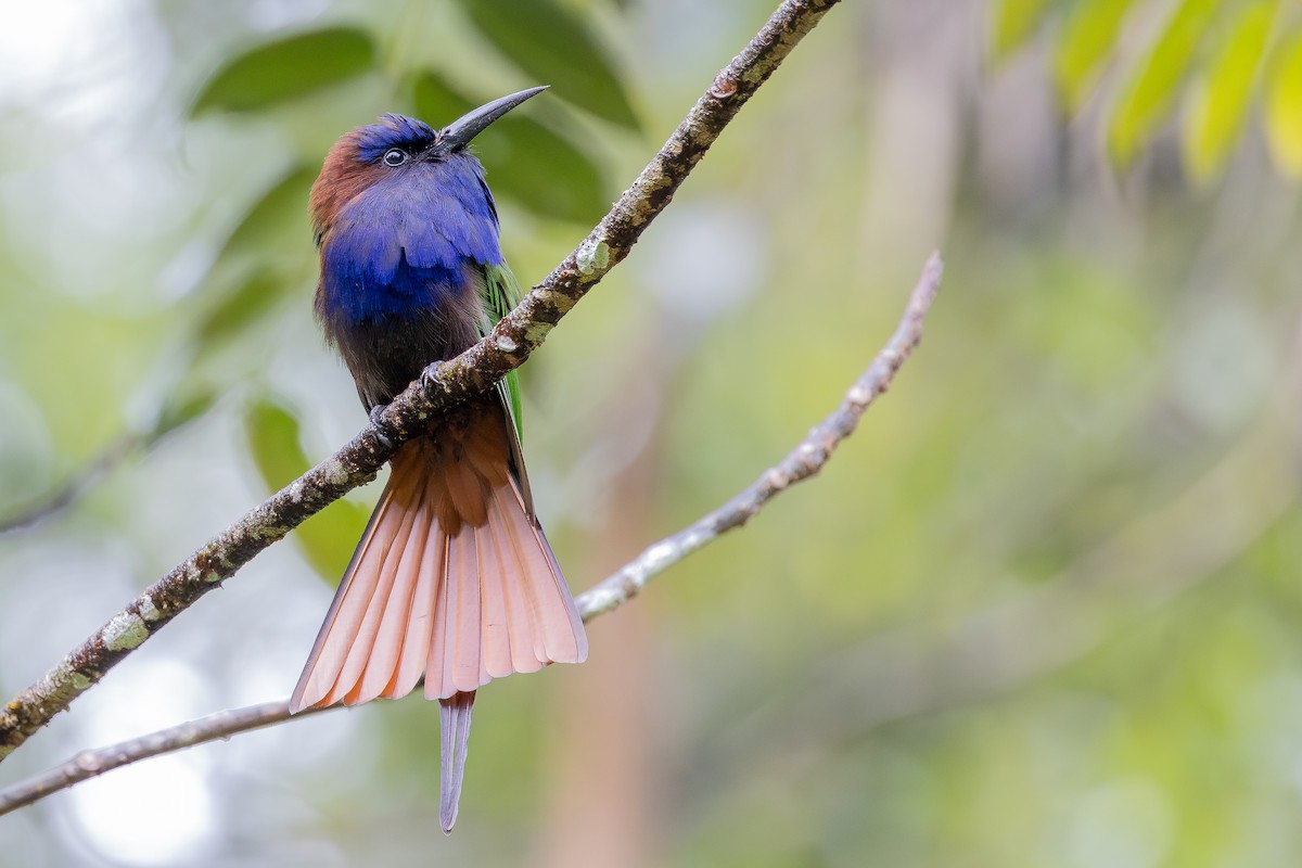 Purple-bearded Bee-eater - ML643027485
