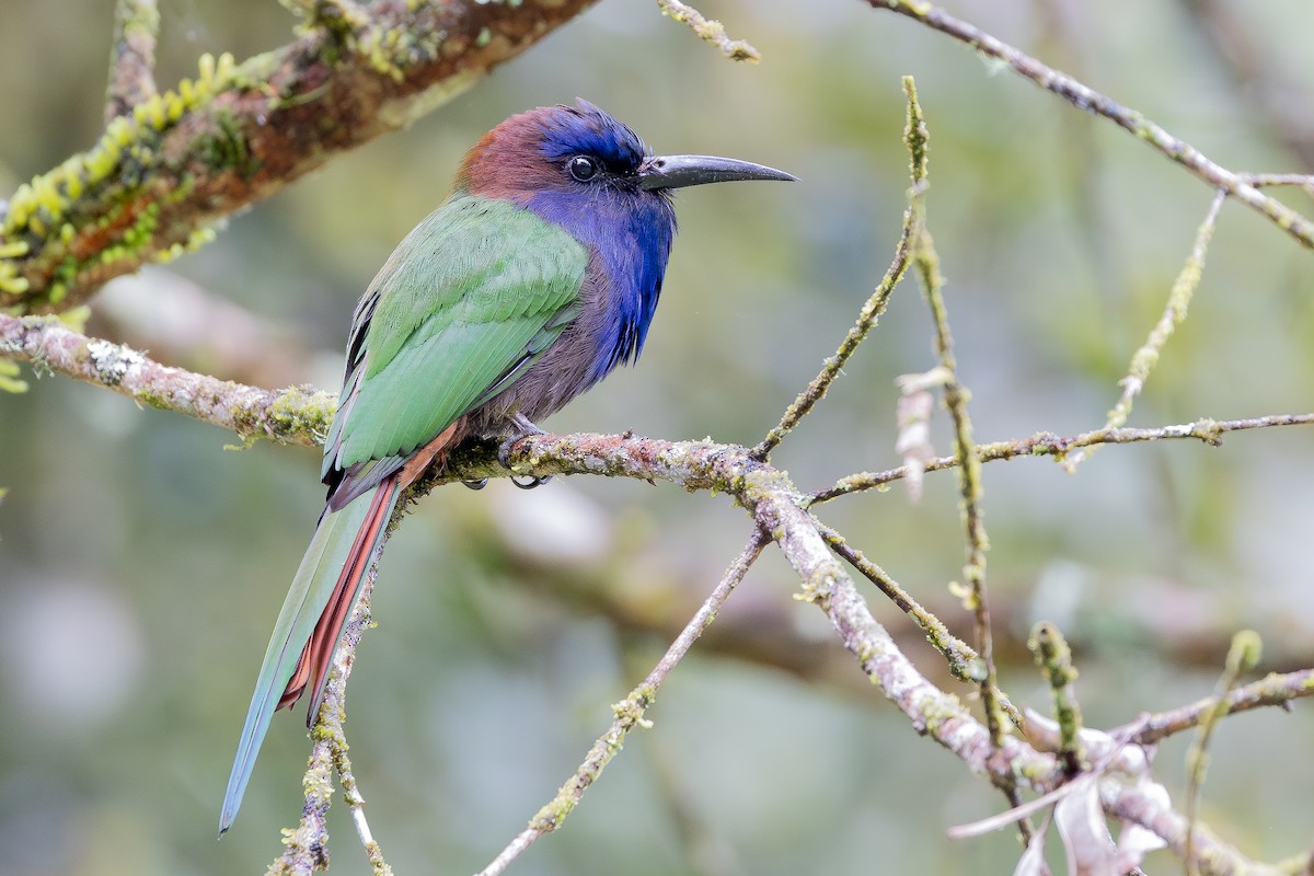 Purple-bearded Bee-eater - ML643027487