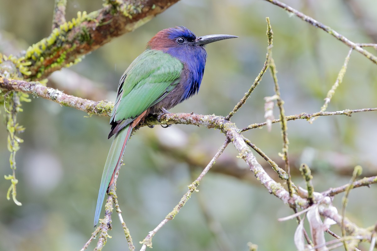 Purple-bearded Bee-eater - ML643027488