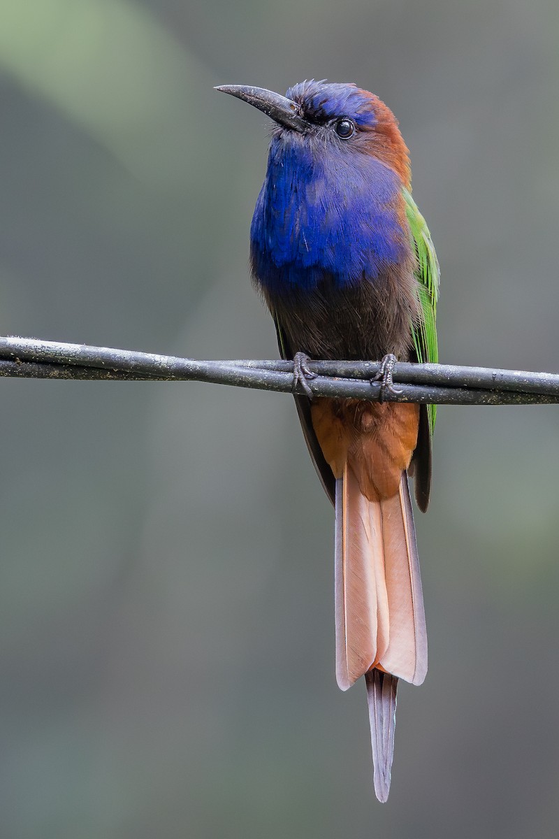 Purple-bearded Bee-eater - ML643027500