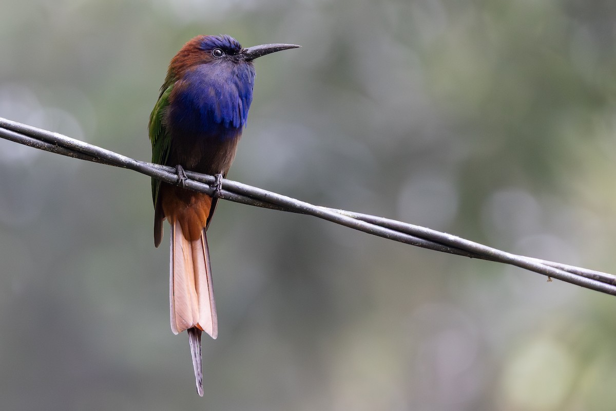 Purple-bearded Bee-eater - ML643027502