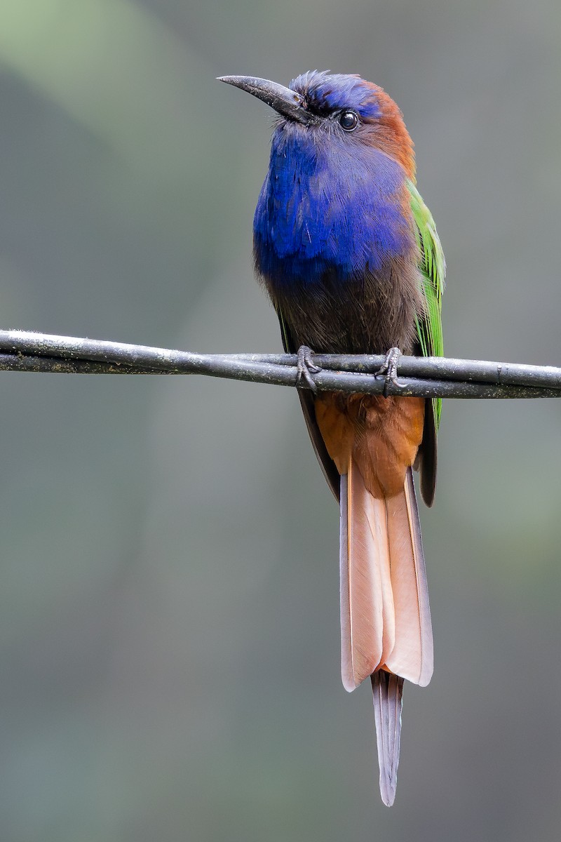 Purple-bearded Bee-eater - ML643027503