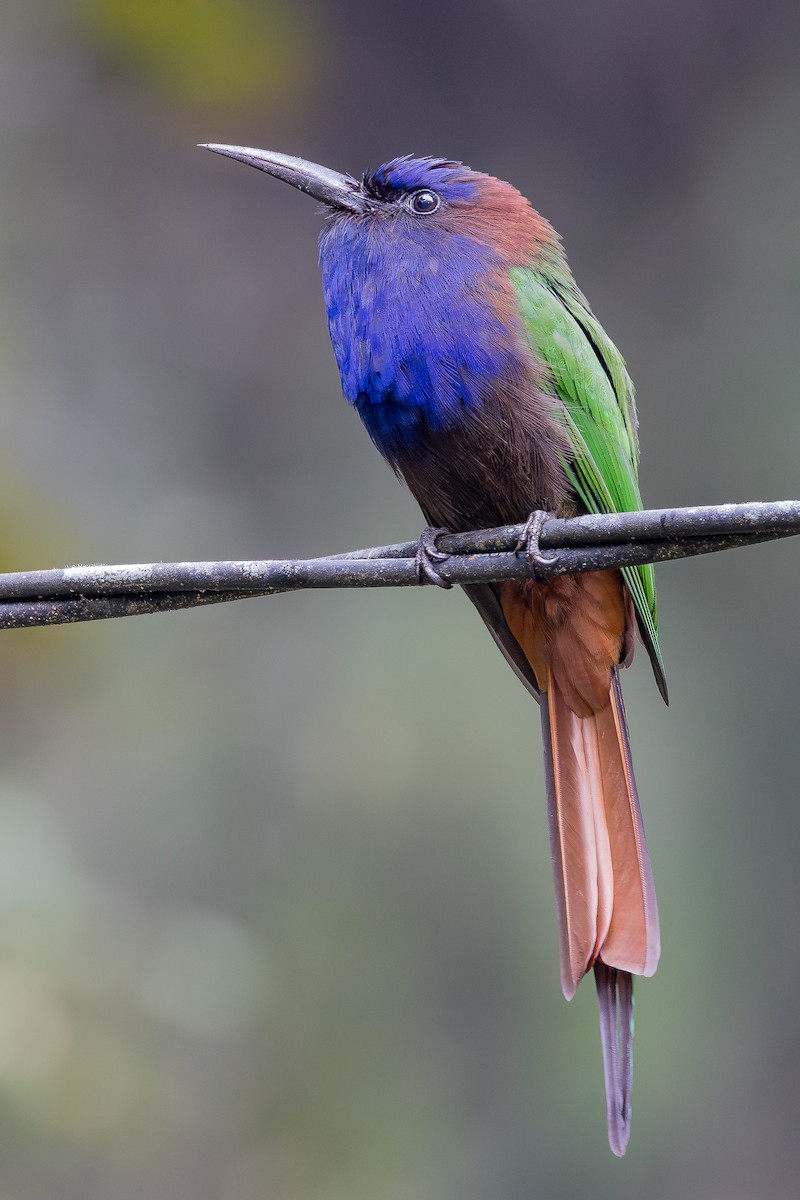 Purple-bearded Bee-eater - ML643027504