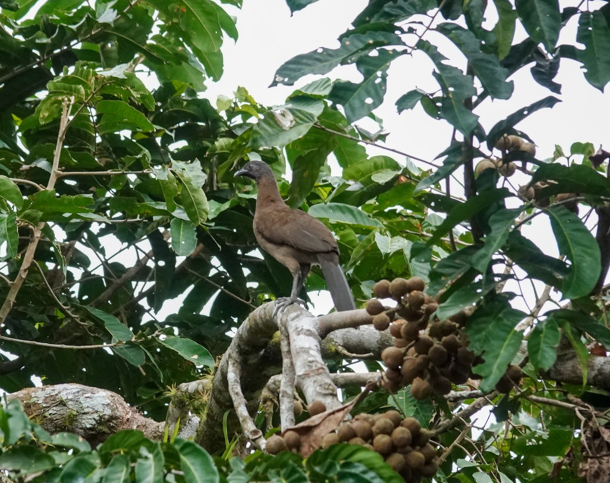 Gray-headed Chachalaca - ML643027507