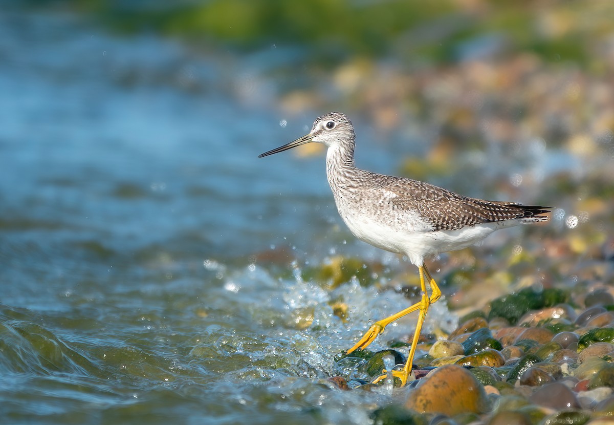 Greater Yellowlegs - ML643027515