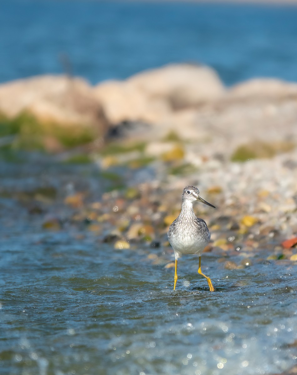 Greater Yellowlegs - ML643027516