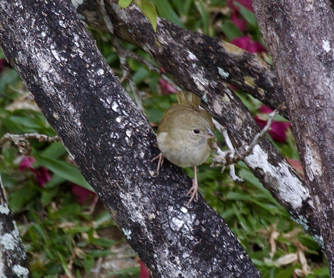 Black-faced Grassquit - ML643027519