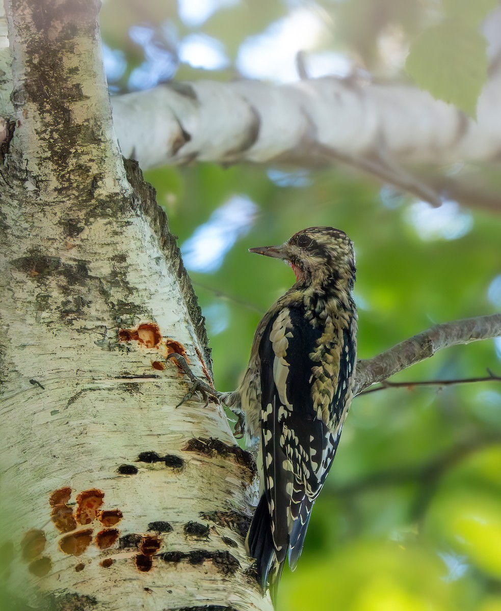 Yellow-bellied Sapsucker - ML643027521