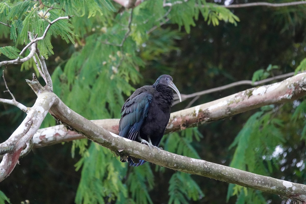 Ibis vert - ML643027522