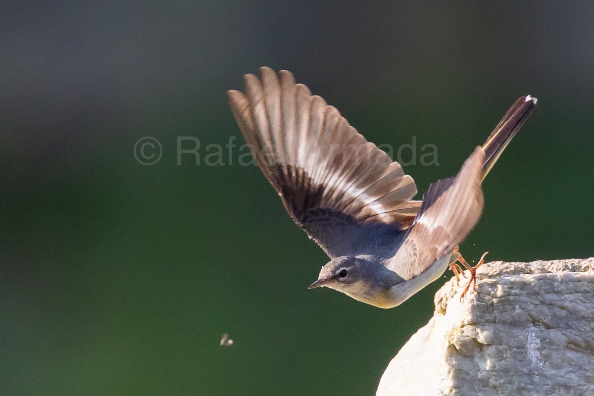 灰鶺鴒 - ML643027527