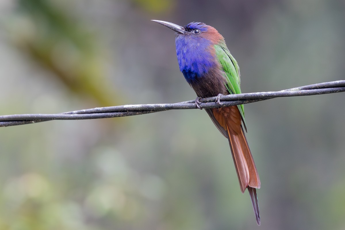 Purple-bearded Bee-eater - ML643027528