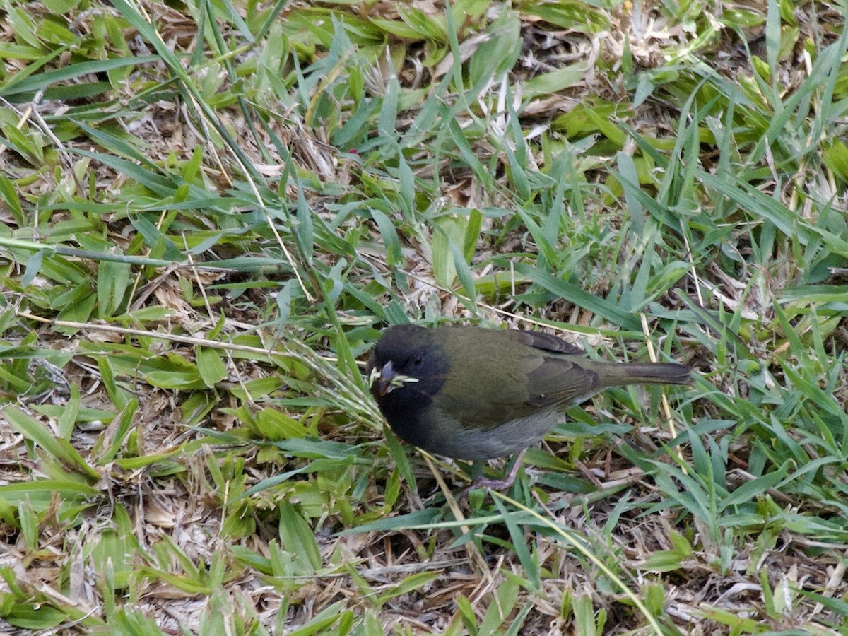 Black-faced Grassquit - ML643027531