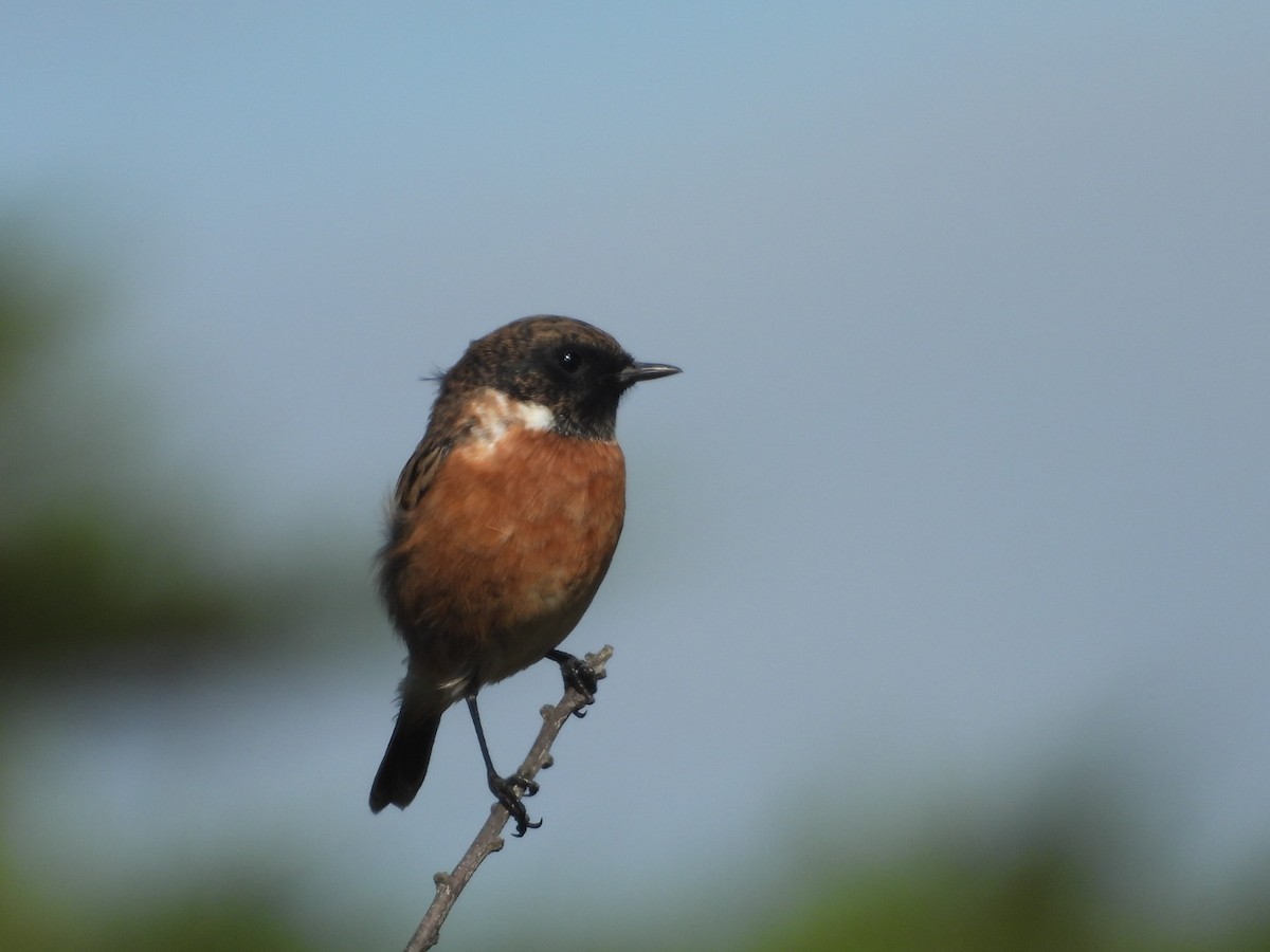 svartstrupe - ML643027544