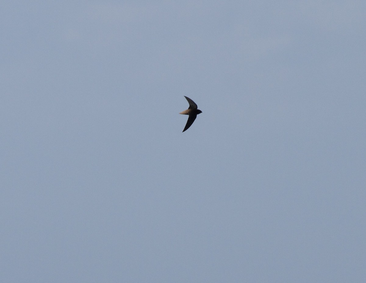 Gray-rumped Swift - ML643027551