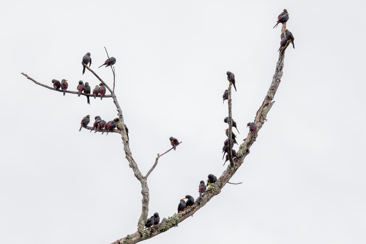 Finch-billed Myna - ML643027564