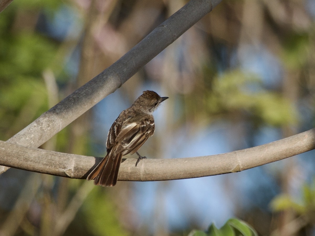 Brown-crested Flycatcher - ML643027582