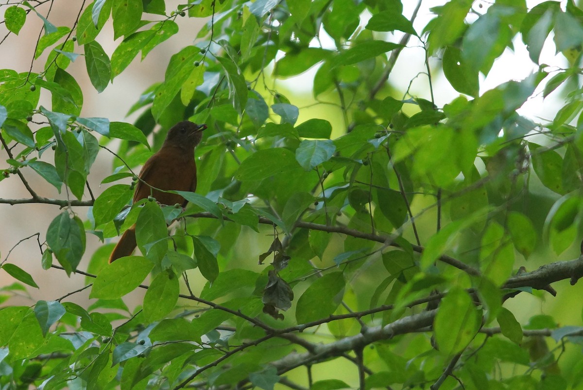 Rufous Flycatcher-Thrush - ML643027583