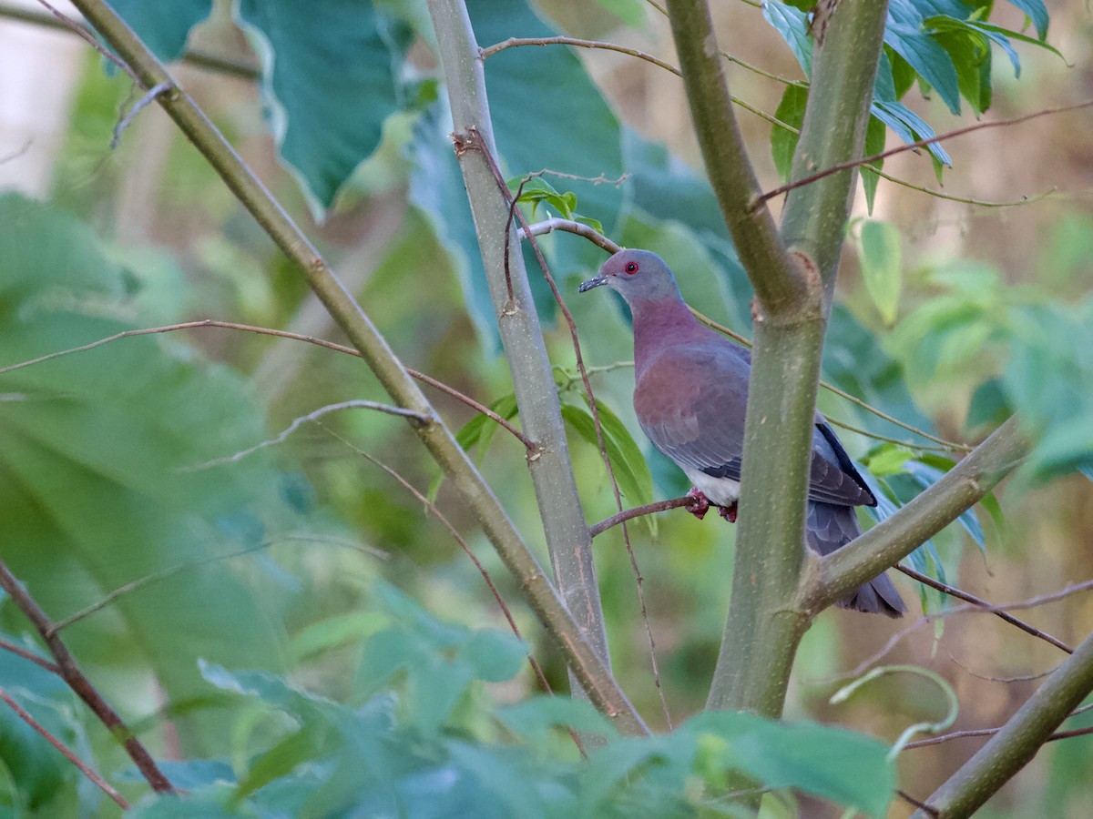Pale-vented Pigeon - ML643027589