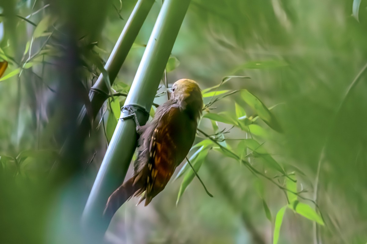Pale-headed Woodpecker - ML643027596