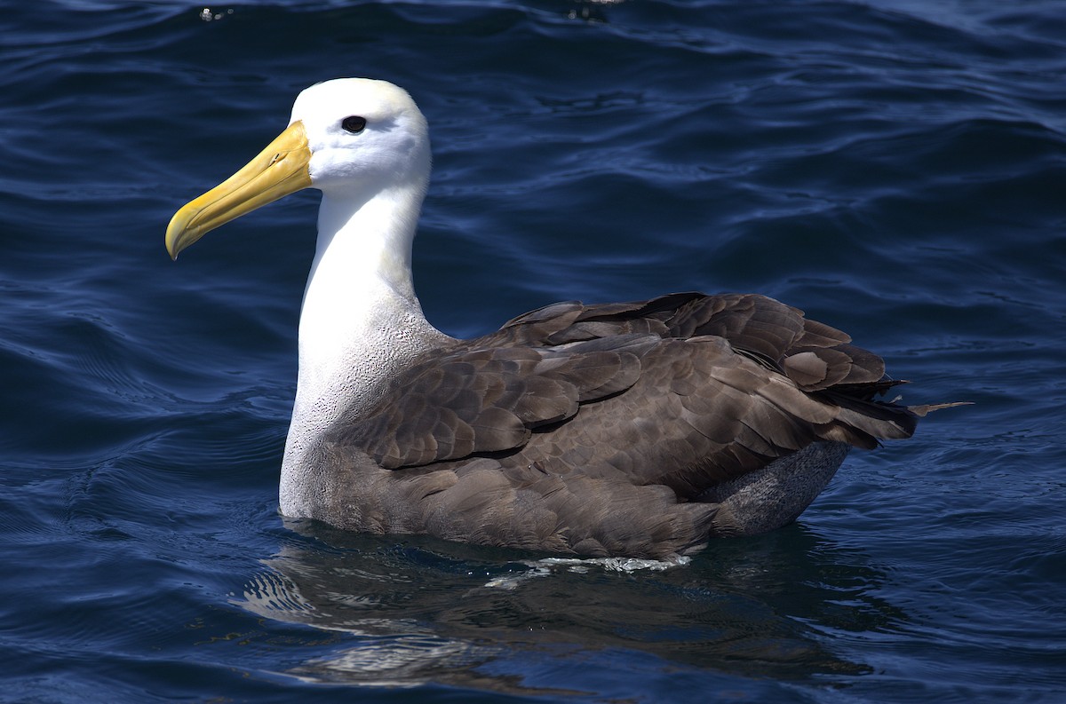Waved Albatross - ML643027598