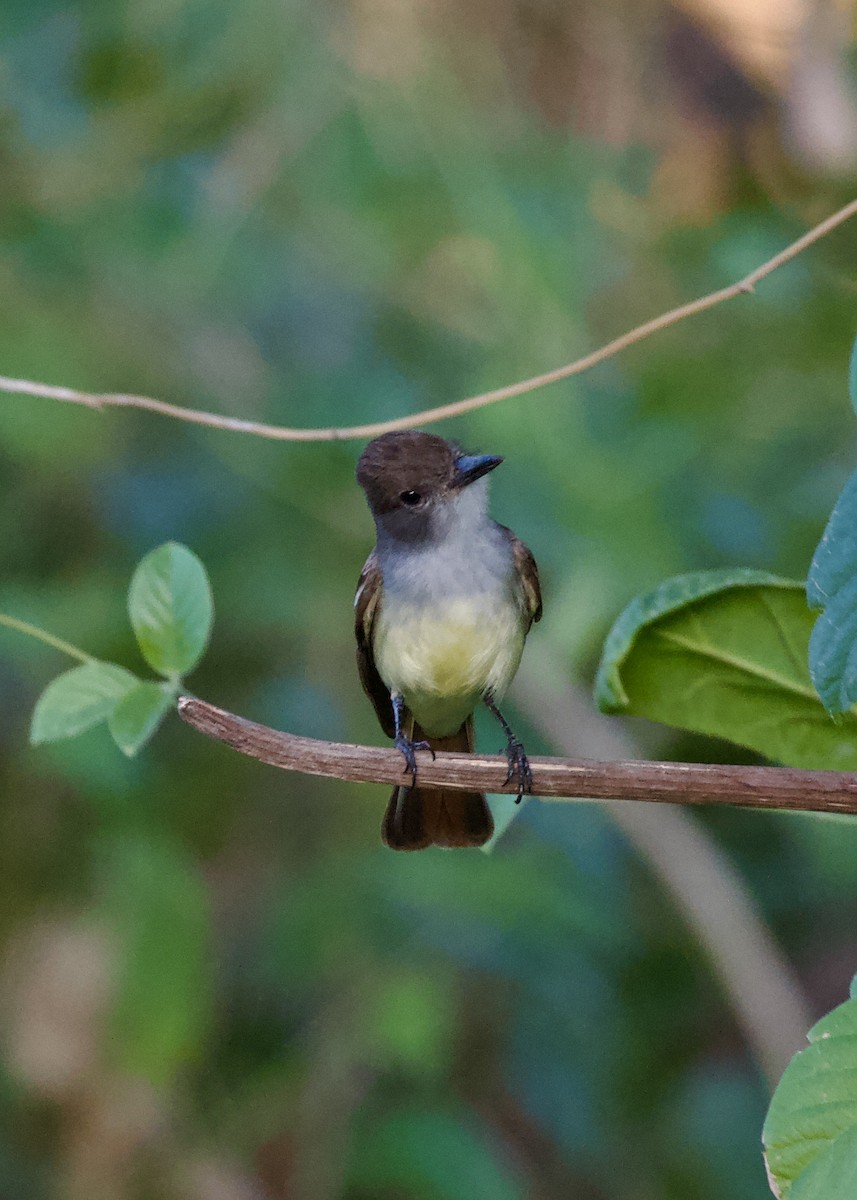 Brown-crested Flycatcher - ML643027601