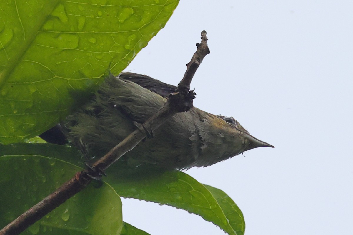 Scarlet-headed Flowerpecker - ML643027625