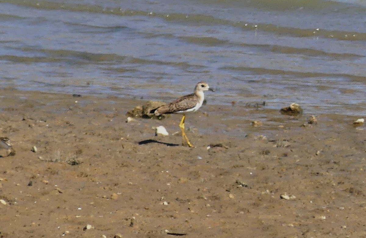 White-tailed Lapwing - ML643027626