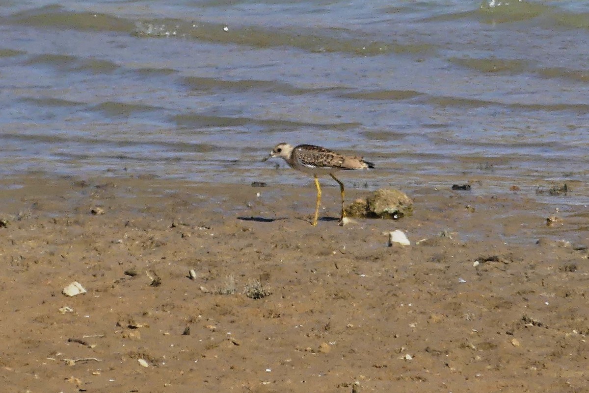 White-tailed Lapwing - ML643027627