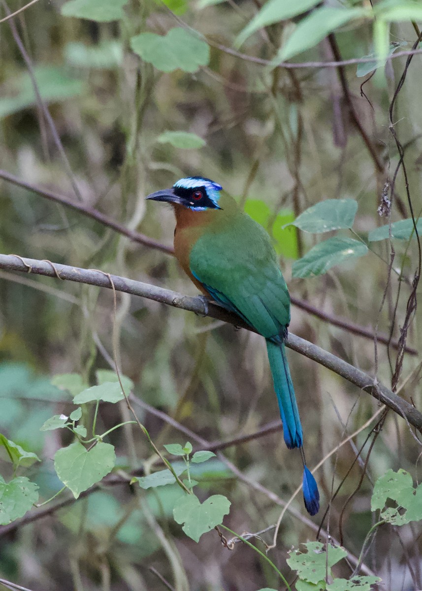 Trinidad Motmot - ML643027659
