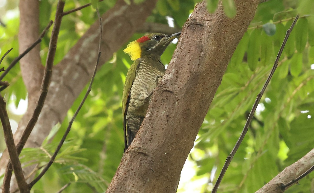 Lesser Yellownape - ML643027662