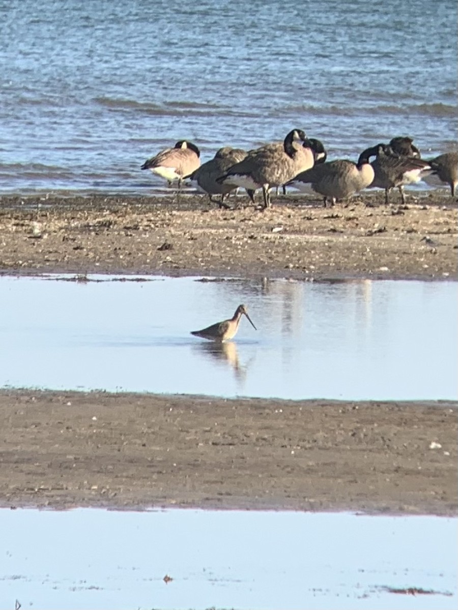Hudsonian Godwit - ML643027673