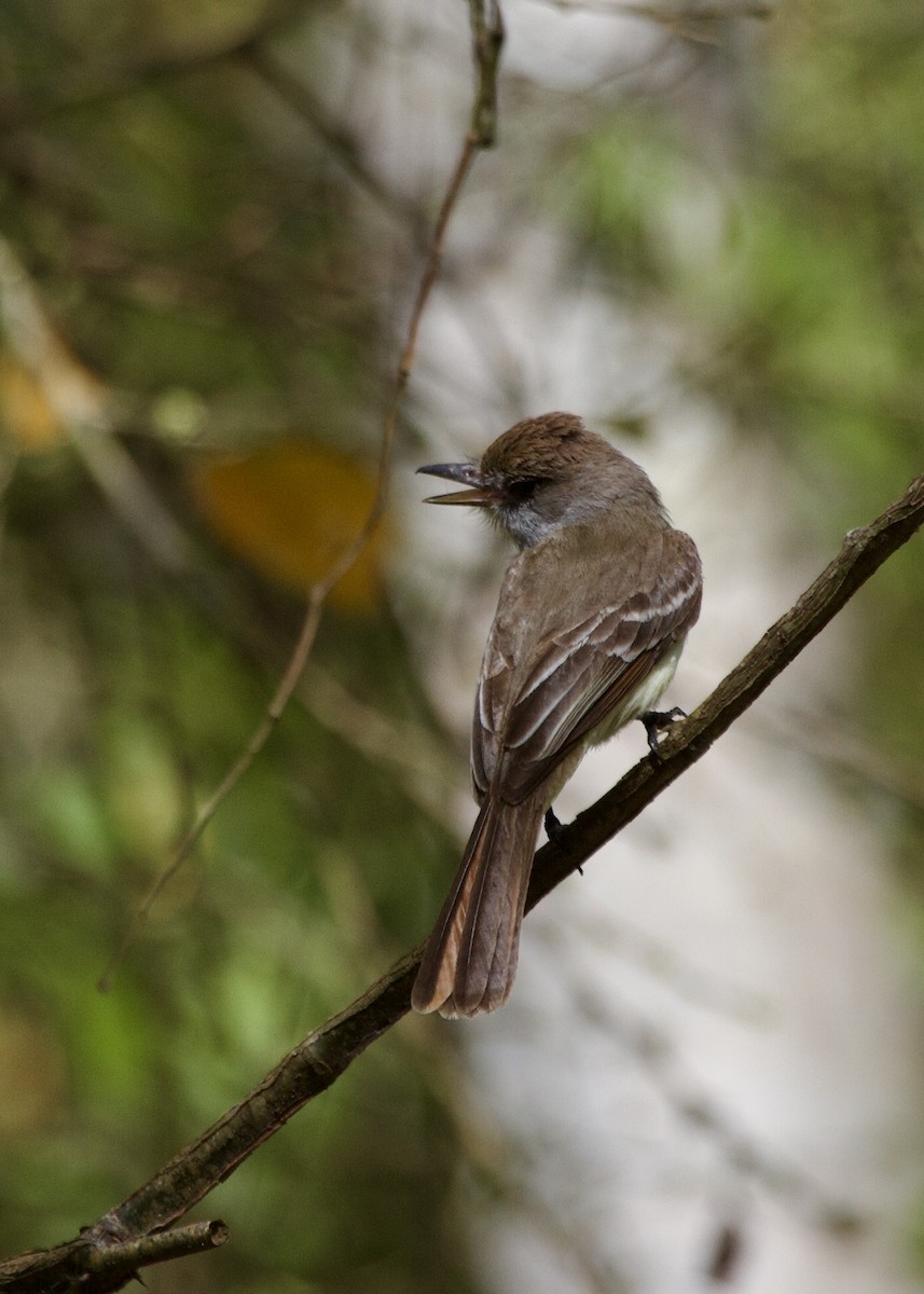 Brown-crested Flycatcher - ML643027674