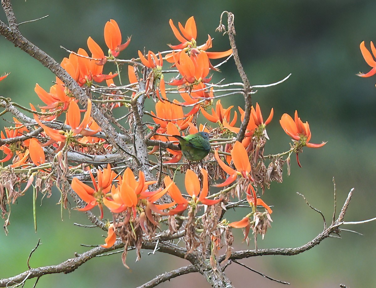 Yellow-bellied Tanager - ML643027676