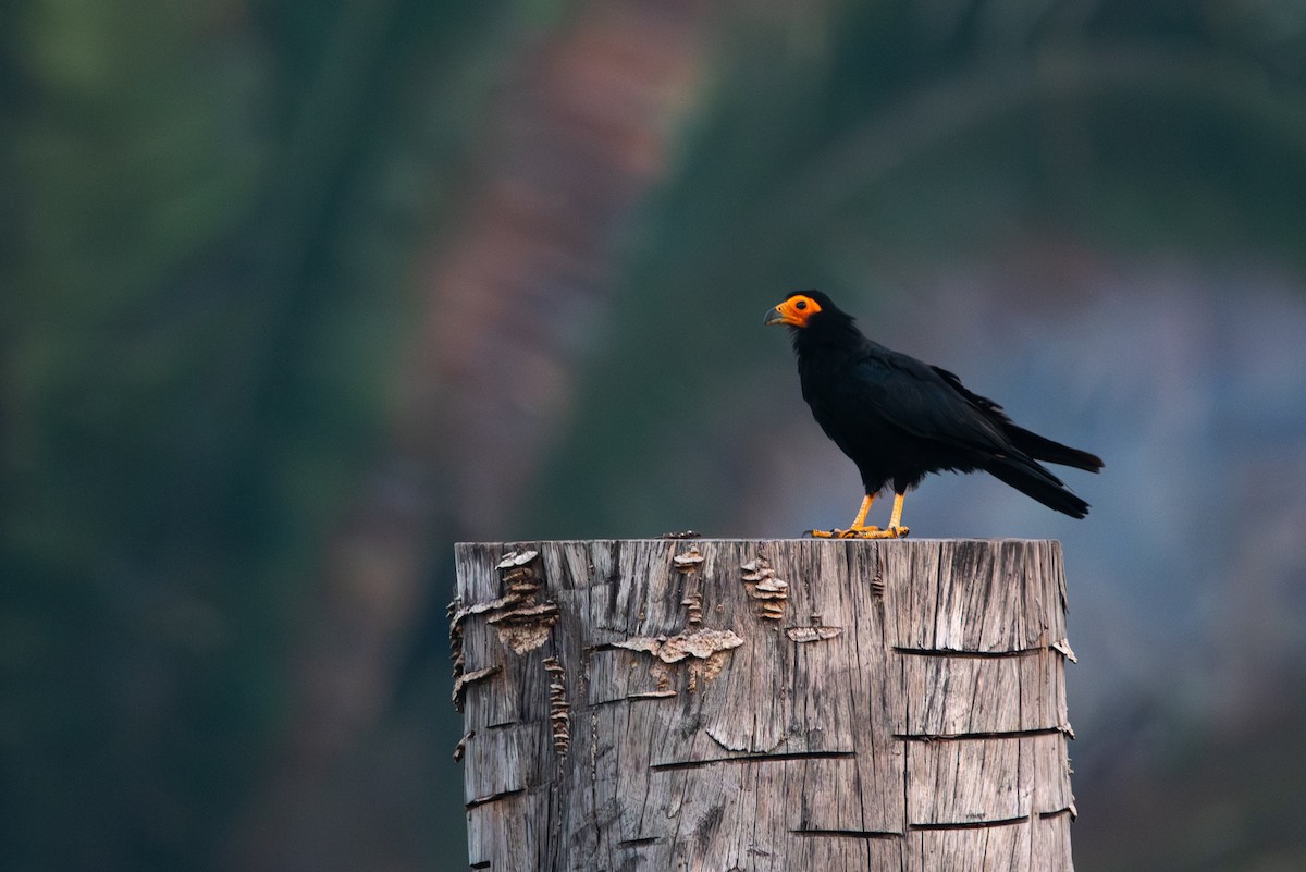 Black Caracara - ML643027686