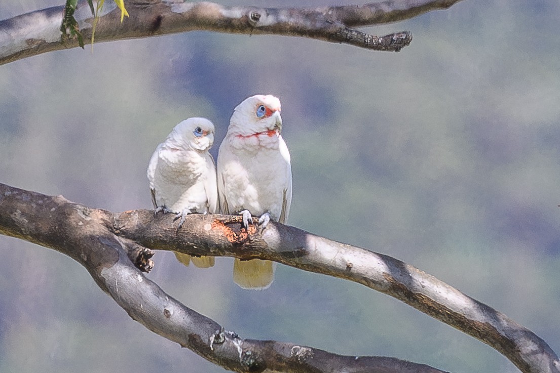 Little Corella - ML643027707